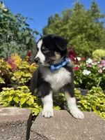 Alex, a male Miniature American Shepherd for sale in Noblesville, IN – 3 of 6