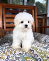 Peanut - under 10lbs!, a male Maltese and Shih Tzu for sale in Noblesville, IN – 5 of 9