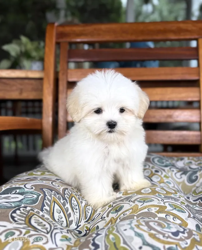 Peanut - under 10lbs! – Maltese, Shih Tzu puppy for sale in Noblesville, IN