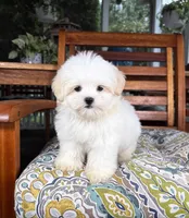 Peanut - under 10lbs!, a male Maltese and Shih Tzu for sale in Noblesville, IN – 7 of 9