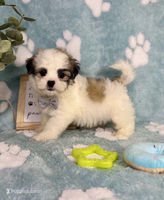 Maverick - under 10lbs! – Maltese, Shih Tzu puppy for sale in Noblesville, IN