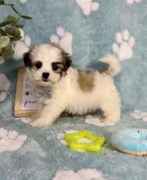 Maverick - under 10lbs!, a male Maltese and Shih Tzu for sale in Noblesville, IN – 1 of 9
