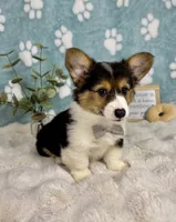 Benny CKC, a male Pembroke Welsh Corgi for sale in Noblesville, IN – 5 of 5