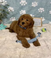 Jackson, a male Miniature Goldendoodle for sale in Noblesville, IN – 6 of 7