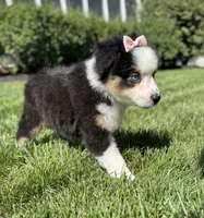 Allie, a female Miniature American Shepherd for sale in Noblesville, IN – 6 of 8