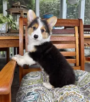 Brooks CKC, a male Pembroke Welsh Corgi for sale in Noblesville, IN – 3 of 9