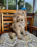 Reese , a male Labradoodle and Miniature Bernedoodle for sale in Noblesville, IN – 6 of 9