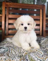Miles - under 10lbs!, a male Mal Shi for sale in Noblesville, IN – 5 of 7