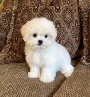 Theo, a male Maltese and Mal Shi for sale in Noblesville, IN – 7 of 10