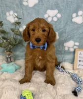 Zane , a male Miniature Goldendoodle for sale in Noblesville, IN – 8 of 8