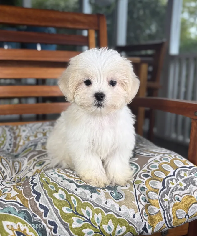 Miles - under 10lbs! – Mal Shi puppy for sale in Noblesville, IN