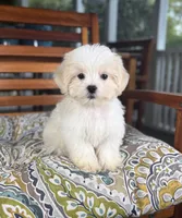 Miles - under 10lbs!, a male Mal Shi for sale in Noblesville, IN – 1 of 7