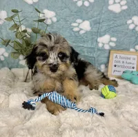 Benny, a male Miniature Bernedoodle for sale in Noblesville, IN – 4 of 5