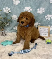 Jackson, a male Miniature Goldendoodle for sale in Noblesville, IN – 7 of 7