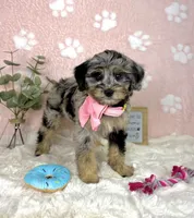 Bella, a female Miniature Bernedoodle for sale in Noblesville, IN – 1 of 5