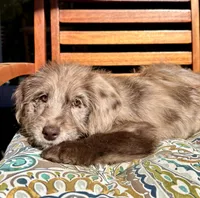 Lily, a female Labradoodle for sale in Noblesville, IN – 2 of 10