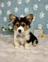 Benny CKC, a male Pembroke Welsh Corgi for sale in Noblesville, IN – 5 of 5