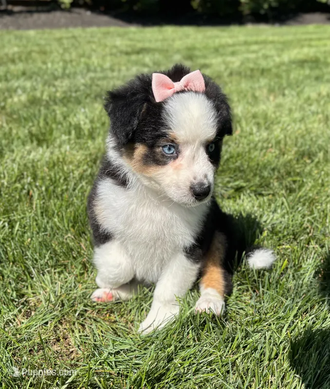 Allie – Miniature Australian Shepherd puppy for sale in Noblesville, IN