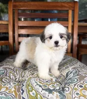 Maverick - under 10 lbs!, a male Maltese and Shih Tzu for sale in Noblesville, IN – 8 of 10