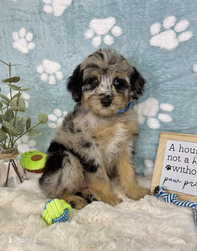 Benny – Miniature Bernedoodle puppy for sale in Noblesville, IN