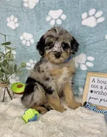 Benny, a male Miniature Bernedoodle for sale in Noblesville, IN – 5 of 5