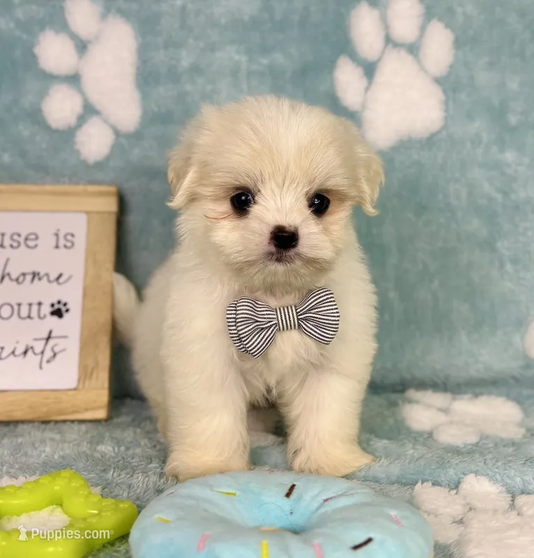 Teddy – Mal Shi puppy for sale in Noblesville, IN