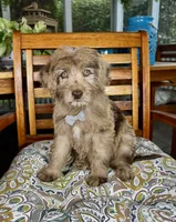 Reese , a male Labradoodle and Miniature Bernedoodle for sale in Noblesville, IN – 8 of 9