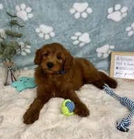 Rueben , a male Miniature Goldendoodle for sale in Noblesville, IN – 6 of 6