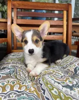 Beckham CKC , a male Pembroke Welsh Corgi for sale in Noblesville, IN – 5 of 7