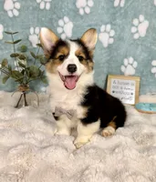 Brooks CKC, a male Pembroke Welsh Corgi for sale in Noblesville, IN – 6 of 7