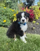 Archie, a male Miniature American Shepherd for sale in Noblesville, IN – 6 of 7
