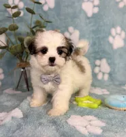 Maverick under 10lbs! , a male Maltese and Shih Tzu for sale in Noblesville, IN – 4 of 7