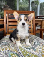 Beckham CKC , a male Pembroke Welsh Corgi for sale in Noblesville, IN – 7 of 7