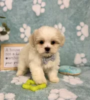 Milo under 10lbs!, a male Maltese and Shih Tzu for sale in Noblesville, IN – 6 of 8