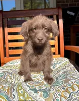 Chloe, a female Labradoodle for sale in Noblesville, IN – 5 of 6