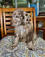Chip, a male Labradoodle and Miniature Bernedoodle for sale in Noblesville, IN – 4 of 8
