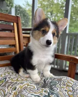 Brooks CKC, a male Pembroke Welsh Corgi for sale in Noblesville, IN – 5 of 9