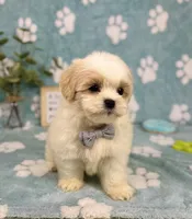 Miles - under 10lbs!, a male Mal Shi for sale in Noblesville, IN – 2 of 7