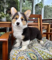 Brooks CKC, a male Pembroke Welsh Corgi for sale in Noblesville, IN – 9 of 9