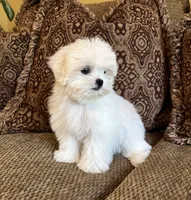 Theo, a male Maltese and Mal Shi for sale in Noblesville, IN – 9 of 10