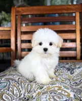 Peanut - under 10lbs!, a male Maltese and Shih Tzu for sale in Noblesville, IN – 3 of 9