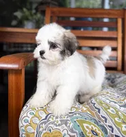 Maverick - under 10 lbs!, a male Maltese and Shih Tzu for sale in Noblesville, IN – 10 of 10