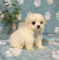 Teddy under 10lbs!, a male Mal Shi for sale in Noblesville, IN – 7 of 9
