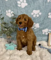 Zane , a male Miniature Goldendoodle for sale in Noblesville, IN – 4 of 8