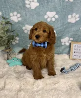Finn, a male Miniature Goldendoodle for sale in Noblesville, IN – 3 of 7