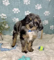 Barkley , a male Miniature Bernedoodle for sale in Noblesville, IN – 2 of 6