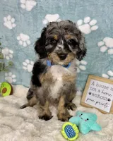 Barkley, a male Miniature Bernedoodle for sale in Noblesville, IN – 6 of 6