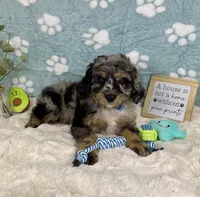 Barkley, a male Miniature Bernedoodle for sale in Noblesville, IN – 3 of 6