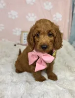 Lexi , a female Miniature Goldendoodle for sale in Noblesville, IN – 4 of 7