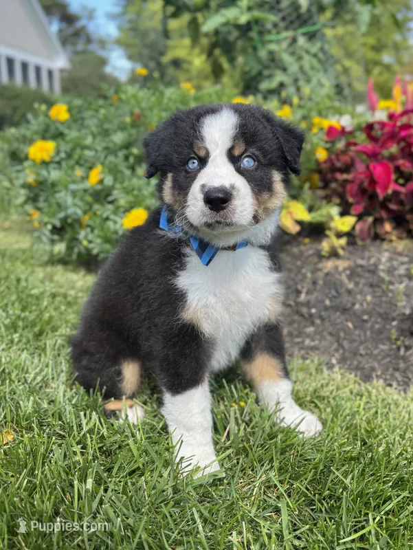 Archie – Miniature American Shepherd puppy for sale in Noblesville, IN